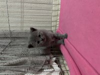 British shorthair yavrumuz yeni yuvasını arıyor