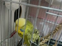 Şov jumbo takım muhabbet kuşu