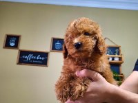 Ev Doğumu Red ve Red Brown Toy Poodle Bebekler
