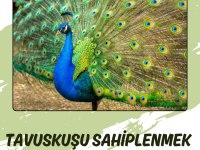 Mavi Tavus Kuşu
