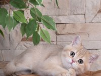 British shorthair lilac gold dişi yavru