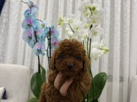 Toy Poodle Bebekler