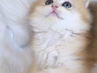 Ny11 british longhair dişi