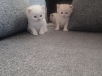 Anne Baba Şecereli British Shorthair Yavrular