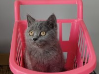 Ayı Suratlı Blue Brıtısh Shorthair Beneğim 