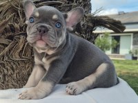 French Bulldog Yavruları Çiftlikten