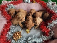 Tatlı Irk Garantili Korekan Poodle Yavrularımız