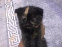 TATLI EĞİTİMLİ YAVRU CİNS KEDİLER