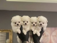 Pomeranian Boo Dişi Erkek