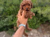 Toy Poodle Yavrularımız