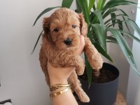 Anne altından rezerveye açık maltipoo yavrularımız