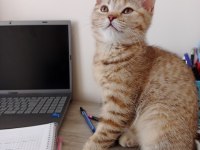 Kedimiz Güneş hanım