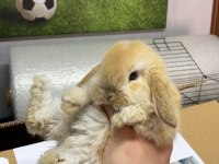 Mini Lop Tavşan Çiftliği - Her İle Gönderim!