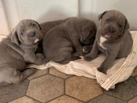 DAHA IYISI VARSA BUYRUN GORELIM SECERELI SAFKAN CANE CORSO