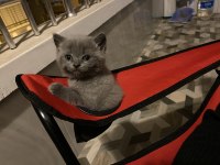 Yavru scottish fold