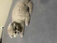 Scottish fold blue point