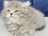 2.5 aylık erkek british longhair kedim
