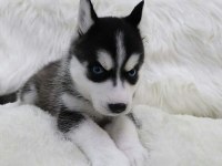 HUSKY SİBİRYA YAVRULARI