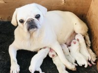 Egzotik beyaz pug yavrularım özel olmak istiyorum diyorsan