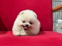 3 aylık pomeranian yavru