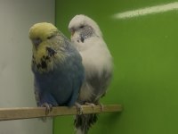 Show jumbo muhabbet kuşu