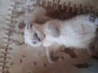 Masmavi gözlü blue point scottish fold dişi yavru