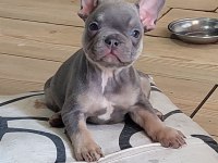 A kalite egzotik lilac tan isabella french bulldog