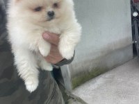 teddy bear boo yavrular taksitle heryere gönderilir
