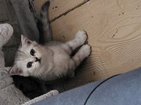 Mükemmel Scottish Fold Bebeklerim