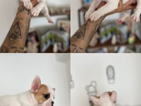 french bulldog yavru