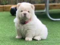 A kalite chow chow yavrular
