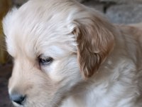 Baby Face Golden Retriever Yavrular