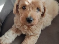 3 aylık erkek maltipoo