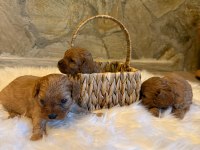 Maltipoo cinsi yavrularımız