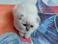 27 Mart doğumlu scottish fold Yalova merkez
