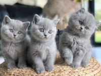 SİYAM MAVİ GÖZ KEDİMİZ ORJİNAL CANLI GELİP BAKABİLİRSİNİZ