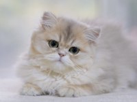 British Longhair Ay11 Dişi