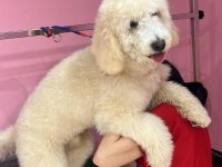 7 Aylık Poodle Çipli Pasaportlu Ve Çok Oyuncu