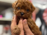 Büyümeyen Aşılı Çiş Eğitimli Toy Poodle 