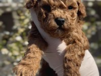 Toy Poodle Yavrular Irk Sağlık Garantili