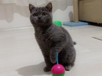 Akıllı ve uygun british shorthair