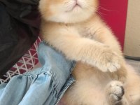 Golden british shorthair güzellikler teslime hazır