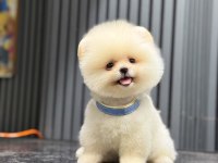Sağlık Ve Irk Garantili Pomeranian