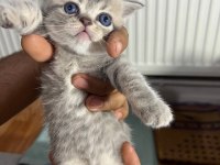 Scottish fold 4 yavru
