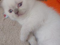 Yavru Scottish Fold Kedilerim