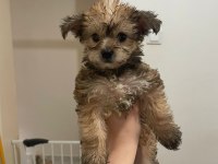 Morkie terrier yavrular