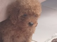 Irk ve sağlık garantili Kore poodle yavrular