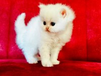 British shorthair ve longhair yavrular