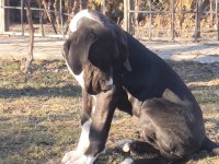 Great Dane (Danua A Şecereli )