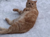 Kedimizin adı Bal alıcıya şimdiden teşekkür ederiz